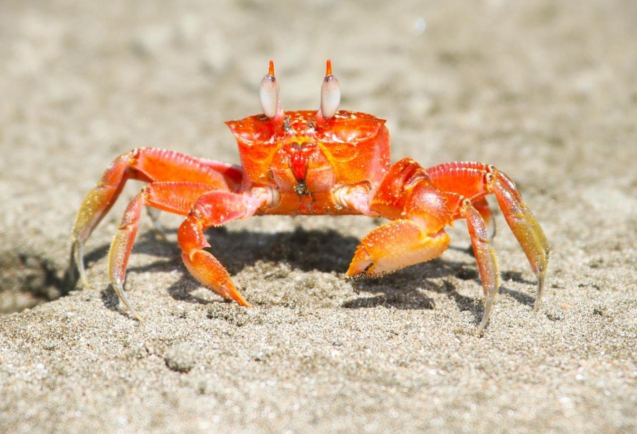 Orange ghost crab on the sand at Curú Wildlife Refuge