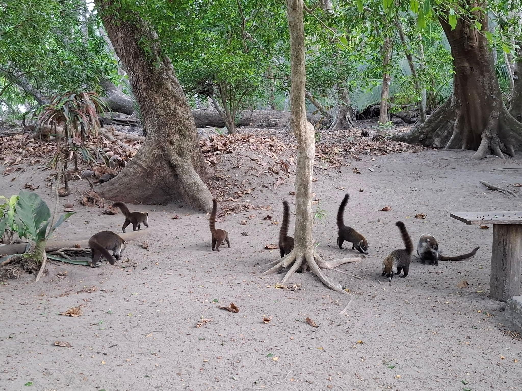 Wildlife and landscapes at Curú Wildlife Refuge