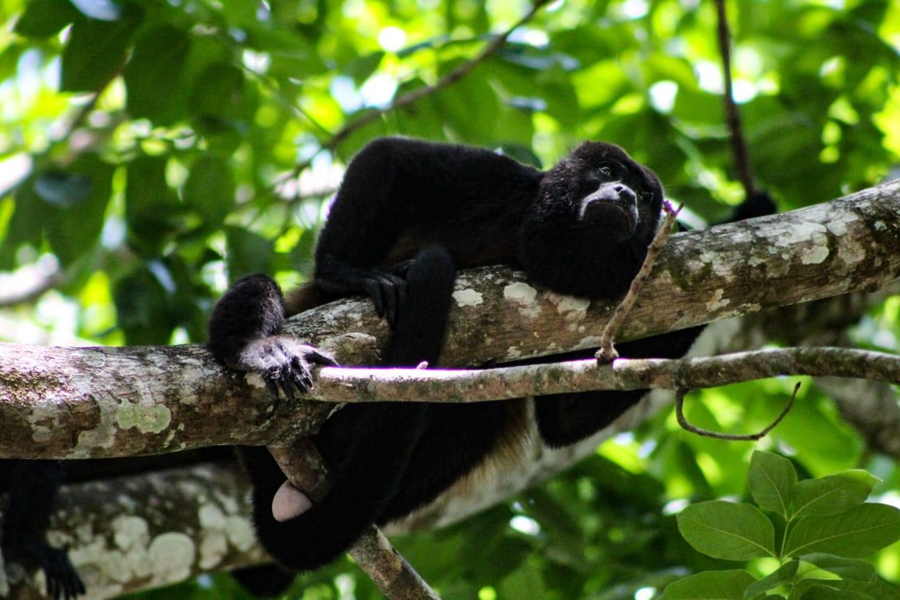 Howler monkey resting on a branch in the forest canopy at Curú