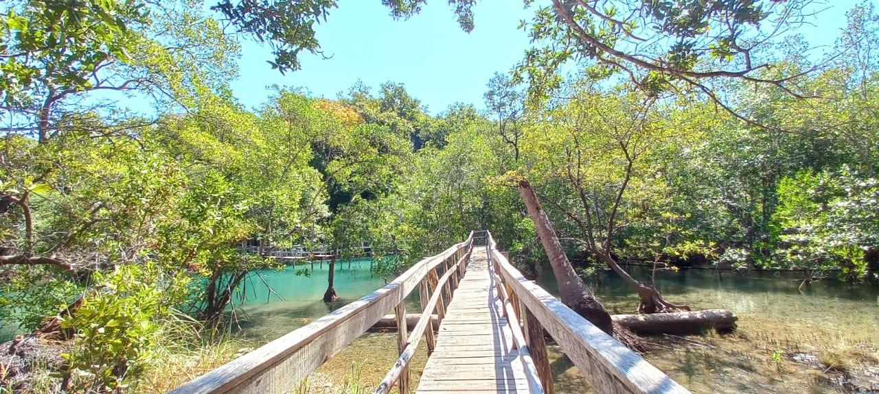 Wooden boardwalk crossing the mangrove estuary at Curú Wildlife Refuge